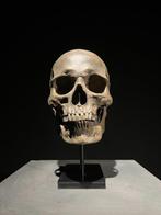 Beeld, Replica Human skull on a custom stand - Museum