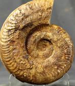Fijn fossiele ammoniet op standaard - Gefossiliseerd dier -
