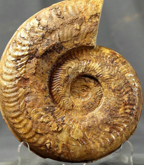 Fijn fossiele ammoniet op standaard - Gefossiliseerd dier -, Verzamelen, Mineralen en Fossielen