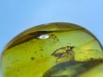 Amber - Barnsteen - Cixiidae, Burmese Amber, Insect