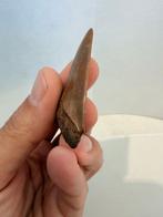 grote witte haai - Fossiele tand - Cosmopolitodus hastalis -