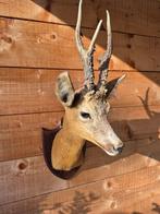 Reebok Taxidermie volledige montage - Cervus Capreolus - 64, Nieuw