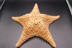Étoile de mer Support de corps entier pour taxidermie -