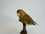 Greenfinch Taxidermie volledige montage - Chloris chloris -, Verzamelen, Nieuw