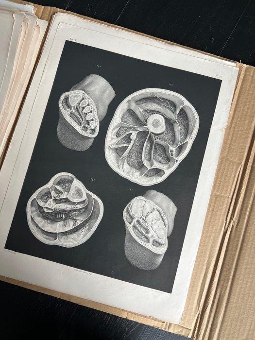 Lesmateriaal - Nicolas-Henri Jacob & Jean Baptiste Marc, Antiek en Kunst, Antiek | Wandborden en Tegels