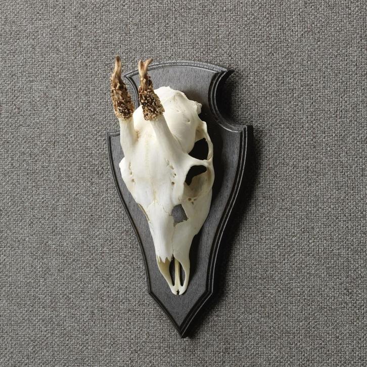 Reebok Schedel Taxidermie Opgezette Dieren By Max, Verzamelen, Dierenverzamelingen, Opgezet dier, Nieuw, Wild dier, Ophalen of Verzenden