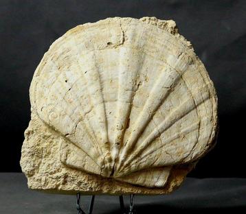 Mooie en decoratieve fossielschelp - Op standaard -