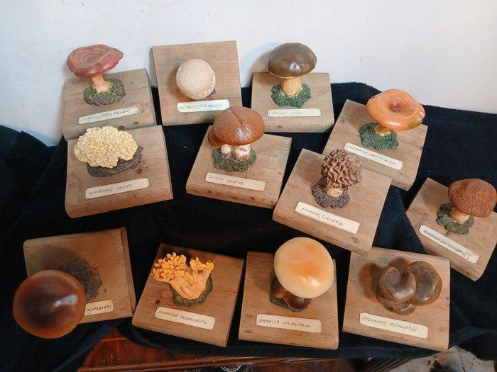 Onderwijs/demonstratiemodel (12) - marmeren harsen -, Antiquités & Art, Antiquités | Assiettes décoratives & Carrelages