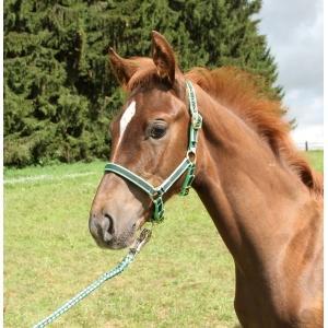 Licol poulain nylon vert, Animaux & Accessoires, Chevaux & Poneys | Autres trucs de cheval