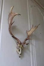 Hert Taxidermie hoofdmontage - Dama dama - 80 cm - 75 cm -
