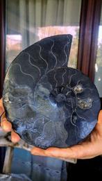 Nautile - Squelette fossile - Rare Black colour - Ammonite