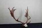 Fallow Buck Trophy Schedel - Dama dama - 70 cm - 65 cm - 77, Nieuw