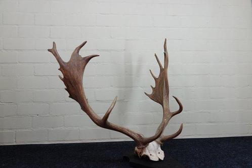 Fallow Buck Trophy Schedel - Dama dama - 70 cm - 65 cm - 77, Verzamelen, Dierenverzamelingen