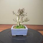 Acer buergerianum - Hoogte (boom): 18 cm - Diepte (boom): 32