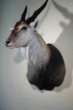Large Safari head-mount Taxidermie wandmontage - Eland -