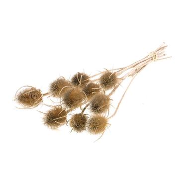 Kaardenbol Chardon 55cm Naturel droogbloemen distels
