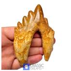 Géant basilosauridé - cf Pappocetus - (ancêtre primitif des, Collections