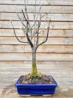 kweepeer (pseudocydonia) bonsai - Hoogte (boom): 35 cm -, Antiek en Kunst, Kunst | Schilderijen | Klassiek