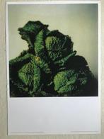 Cy Twombly - Cabbages (bright) -Sensation of the Moment