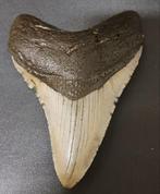 Megalodon - Fossiele tand - USA MEGALODON TOOTH - 10 cm -