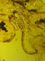 Ambre - Ambre - Scorpion - 50.7 mm - 26.6 mm (Sans Prix de