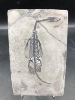 Zeereptiel - Fossiele plaatmatrix - Keichousaurus sp. - 12.5