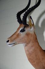 Impala Taxidermie wandmontage - Aepyceros melampus - 38 cm -, Nieuw