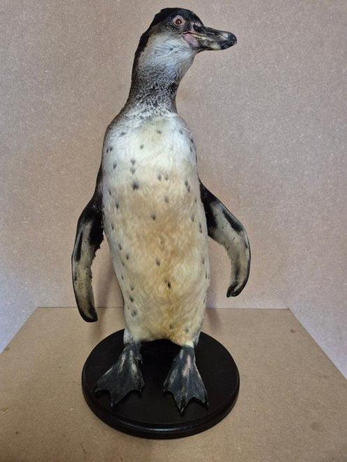 Pinguïn Taxidermie volledige montage - Spheniscus humboldt -, Verzamelen, Dierenverzamelingen