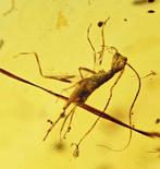 Ambre de Birmanie - Cabochon fossilisé - Gryllotalpa Cricket