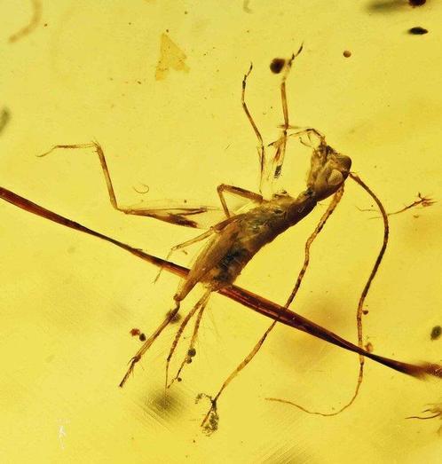Ambre de Birmanie - Cabochon fossilisé - Gryllotalpa Cricket, Verzamelen, Mineralen en Fossielen