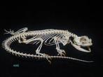 Centrale Baardagaam Skelet - Pogona vitticeps - 3 cm - 28 cm, Verzamelen, Dierenverzamelingen, Nieuw