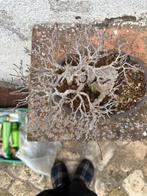 Bonsaï Érable de Bürger (Acer buergerianum) - Hauteur