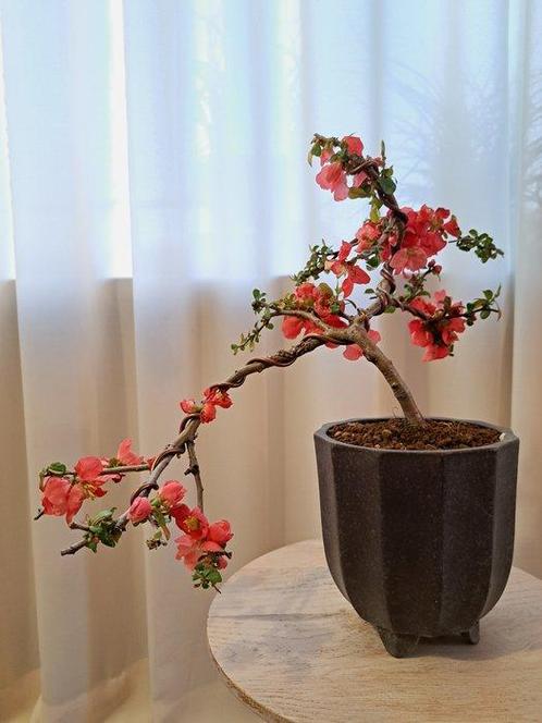 chaenomeles superba red trail bonsaï dans une caisse à, Antiek en Kunst, Curiosa en Brocante