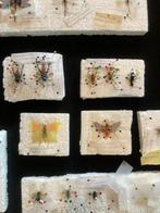 Insekt Taxidermie volledige montage - Acheta domesticus - 0, Verzamelen, Nieuw