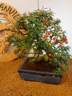 cotoneaster - Hoogte (boom): 24 cm - Diepte (boom): 27 cm -