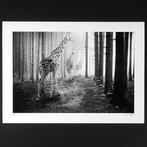 Frank Machalowski - tierwald#149, Antiek en Kunst, Kunst | Schilderijen | Modern