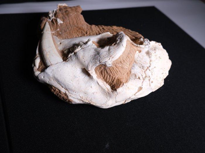 Sabeltandkat - Fossiele schedel - Megantereon - 25 cm - 12, Verzamelen, Mineralen en Fossielen