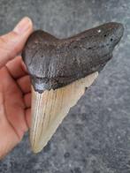 Megalodon - Fossiele tand - 11 cm - 8.5 cm, Verzamelen