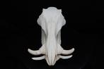 Phacochère africain Crâne - Phacochoerus africanus - 0 cm -