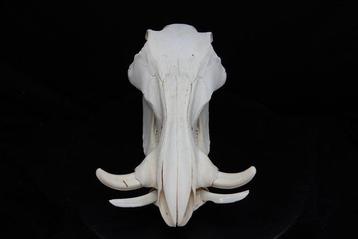 Phacochère africain Crâne - Phacochoerus africanus - 0 cm -