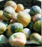 Rainbow pompoen zaden, Nieuw