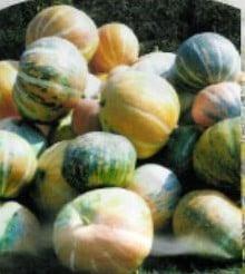 Rainbow pompoen zaden, Hobby en Vrije tijd, Knutselen, Nieuw