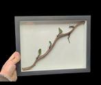 Diorama Leaf-carrying Ants  - Diorama - 1990-2000, Verzamelen, Nieuw