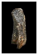 Wolharige mammoet - Fossiele kies - 20 cm - 24 cm, Verzamelen, Mineralen en Fossielen