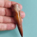 Dinosaurus - Fossiele tand - Spinosaurus aegyptiacus - 82 mm, Verzamelen, Mineralen en Fossielen