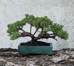 Jeneverbes bonsai (Juniperus) - Hoogte (boom): 16 cm -
