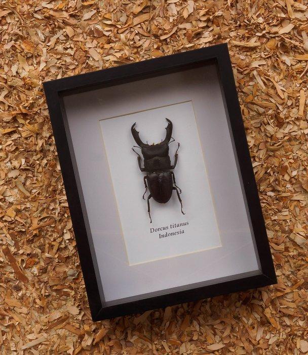 Kever Taxidermie volledige montage - Dorcus titanus - 22 cm, Verzamelen, Dierenverzamelingen