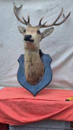 Cerf élaphe Support mural pour taxidermie - Cervus elaphus -, Collections, Collections Animaux