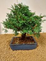Jeneverbes bonsai (Juniperus) - Hoogte (boom): 25 cm -