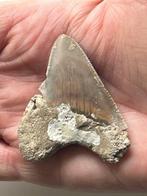 Megalodon tand 5,9 cm - Fossiele tand - Carcharocles, Nieuw